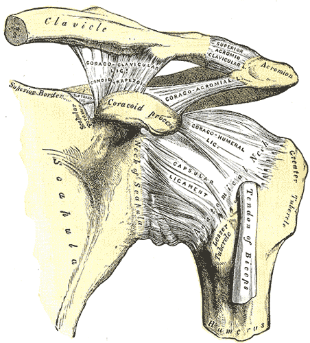 Gray's Anatomy illustration of shoulder ligaments including coracoclavicular ligaments