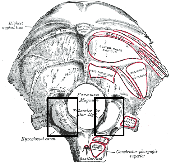 Inferior (external) surface of the occipital bone showing the paired occipital condyles flanking the foramen magnum.