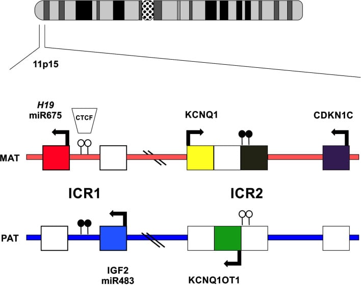 Map of the imprinted H19 IGF2 KCNQ1 KCNQ1OT1 and CDKN1C genes on chromosome 11p15