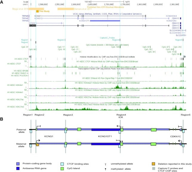 Genomic and schematic views of the KCNQ1 KCNQ1OT1 and CDKN1C IC2 domain