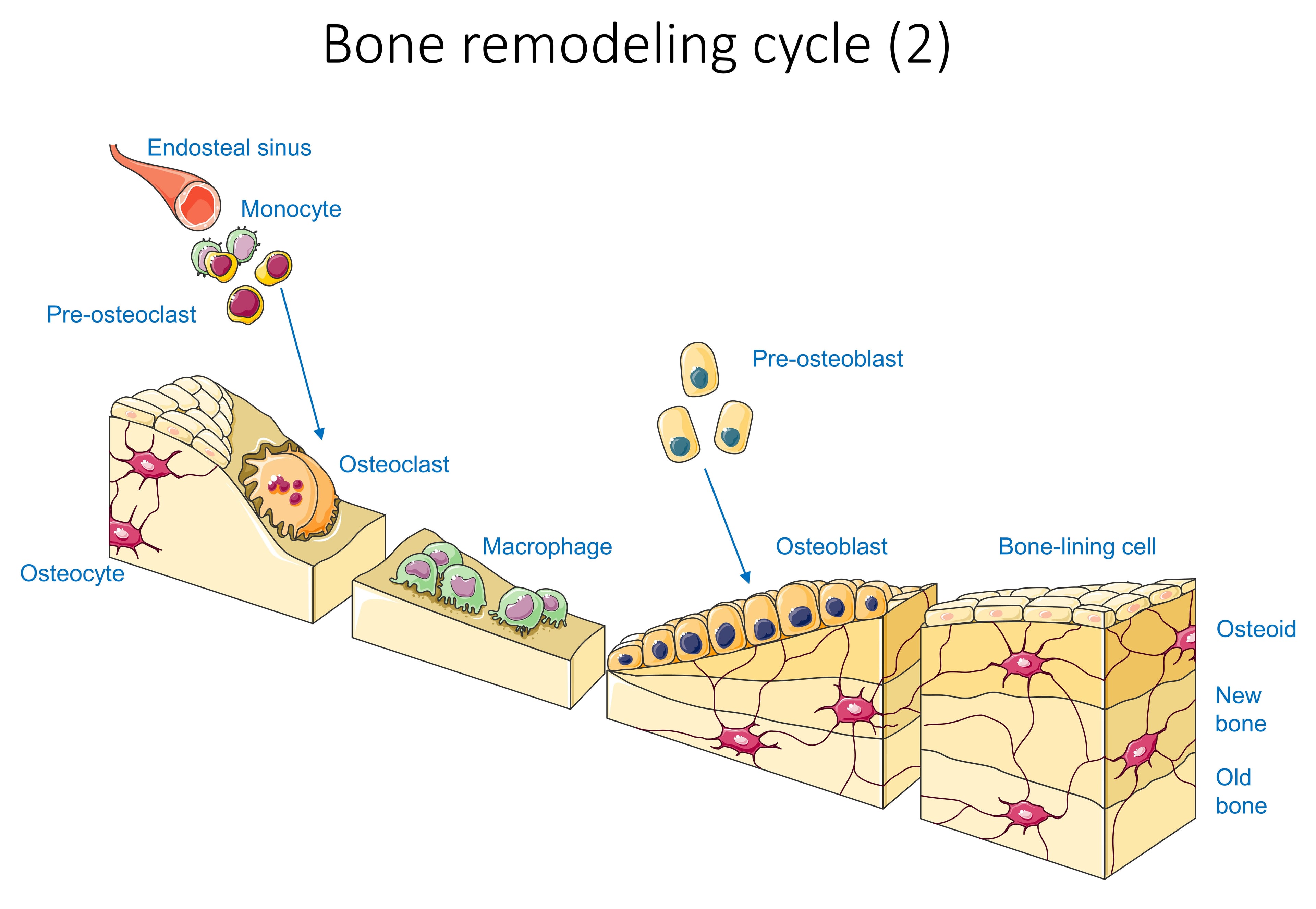 Overview mechanism schematic of the bone remodelling cycle: monocyte to osteoclast (resorption), reversal, pre-osteoblast to osteoblast (formation of osteoid and new bone), bone-lining cell