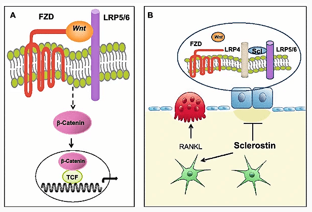 Schematic of canonical Wnt/beta-catenin signalling via FZD and LRP5/6 with sclerostin inhibition of bone formation