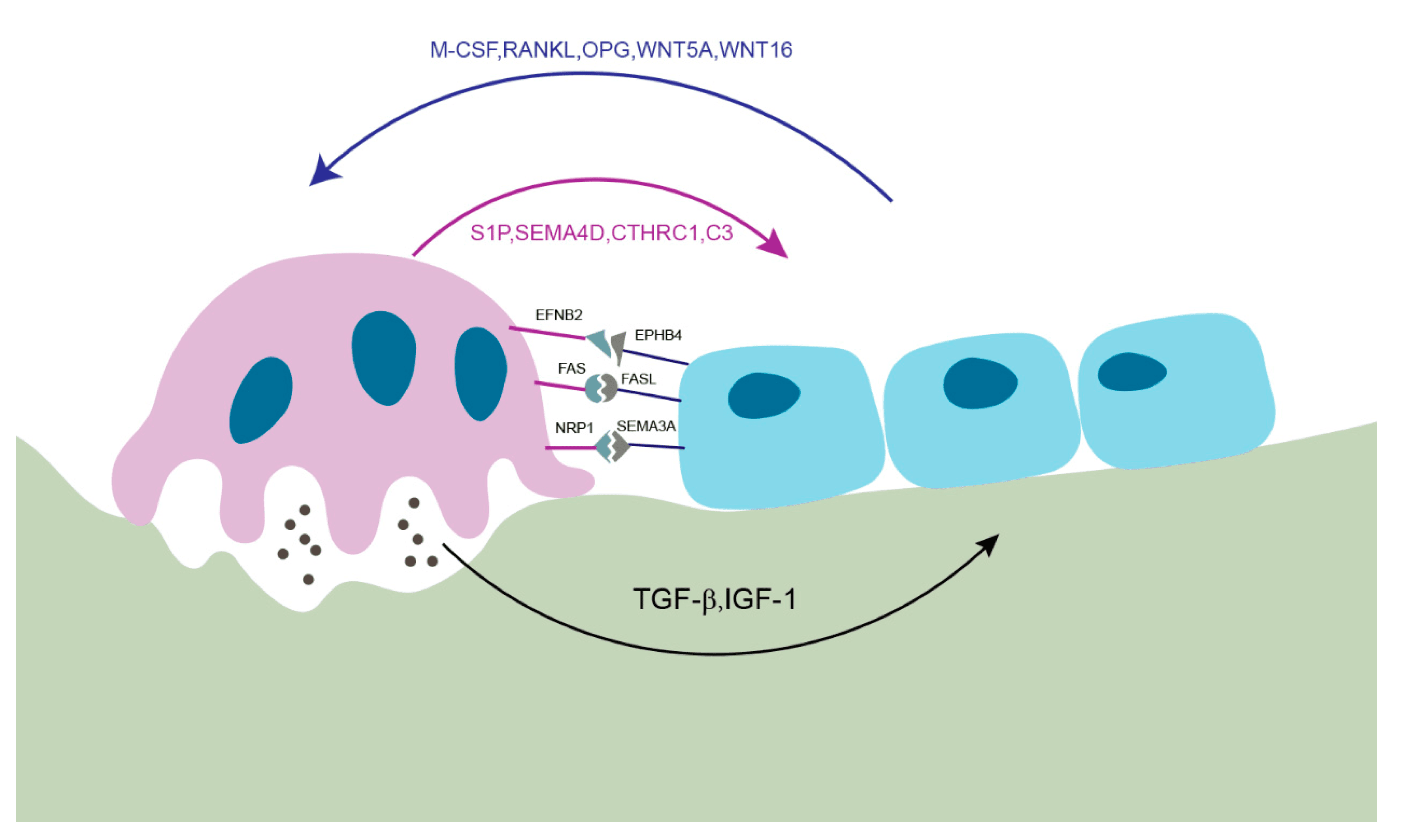 Schematic of osteoblast-osteoclast interaction showing M-CSF, RANKL, OPG and coupling factors with TGF-beta and IGF-1 release from bone