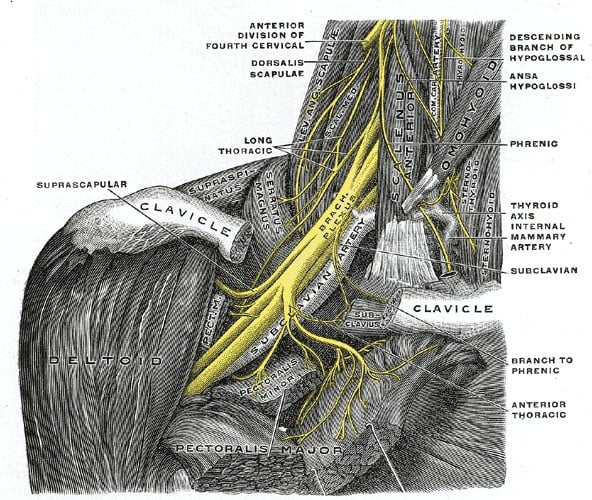 Classic anatomical plate of the right brachial plexus in situ, showing its relation to the scalene muscles, clavicle and subclavian artery.