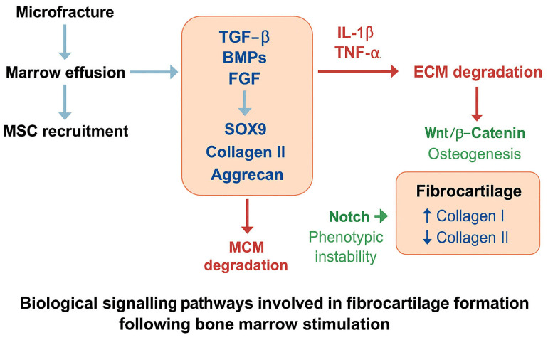 Flow diagram of the signalling pathways leading to fibrocartilage after bone marrow stimulation