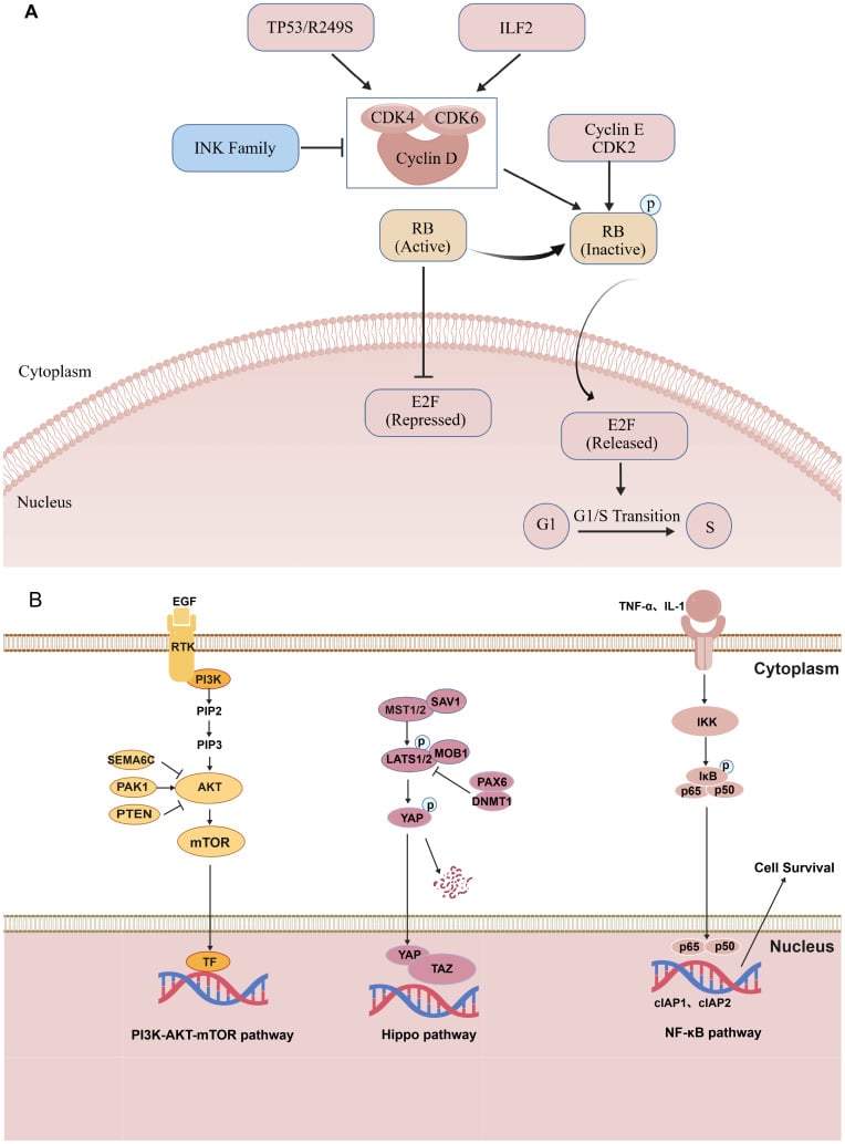 Schematic of the CDK4/6–RB–E2F pathway controlling passage through the G1/S cell-cycle checkpoint.