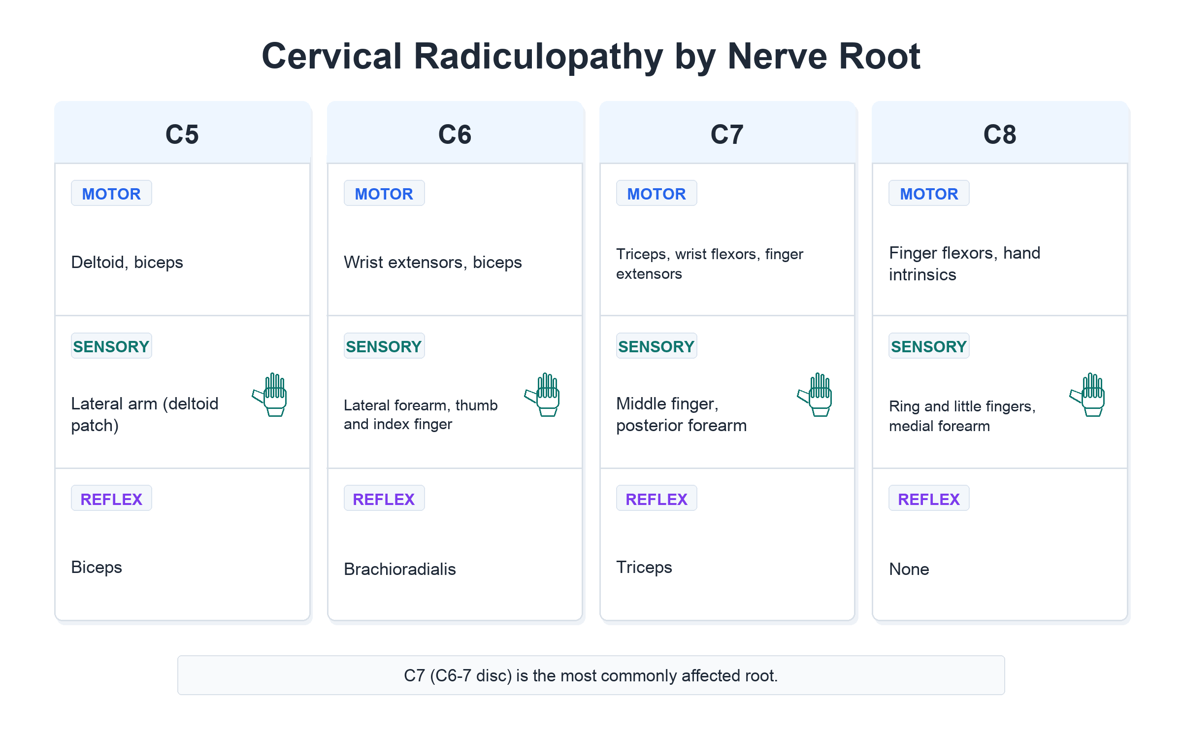 Chart of cervical radiculopathy by nerve root (C5 to C8) listing the motor, sensory and reflex findings for each.