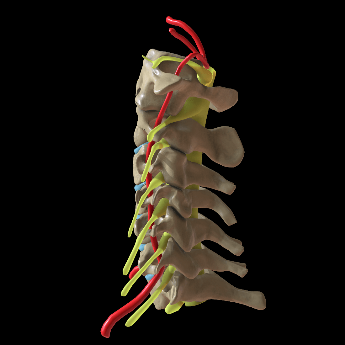Lateral 3D rendering of the cervical spine showing vertebral bodies, intervertebral discs, exiting nerve roots and the vertebral artery.