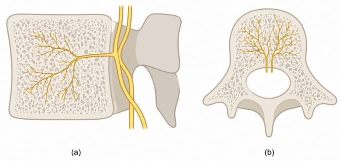 Sagittal and axial diagrams of the basivertebral nerve within a lumbar vertebral body