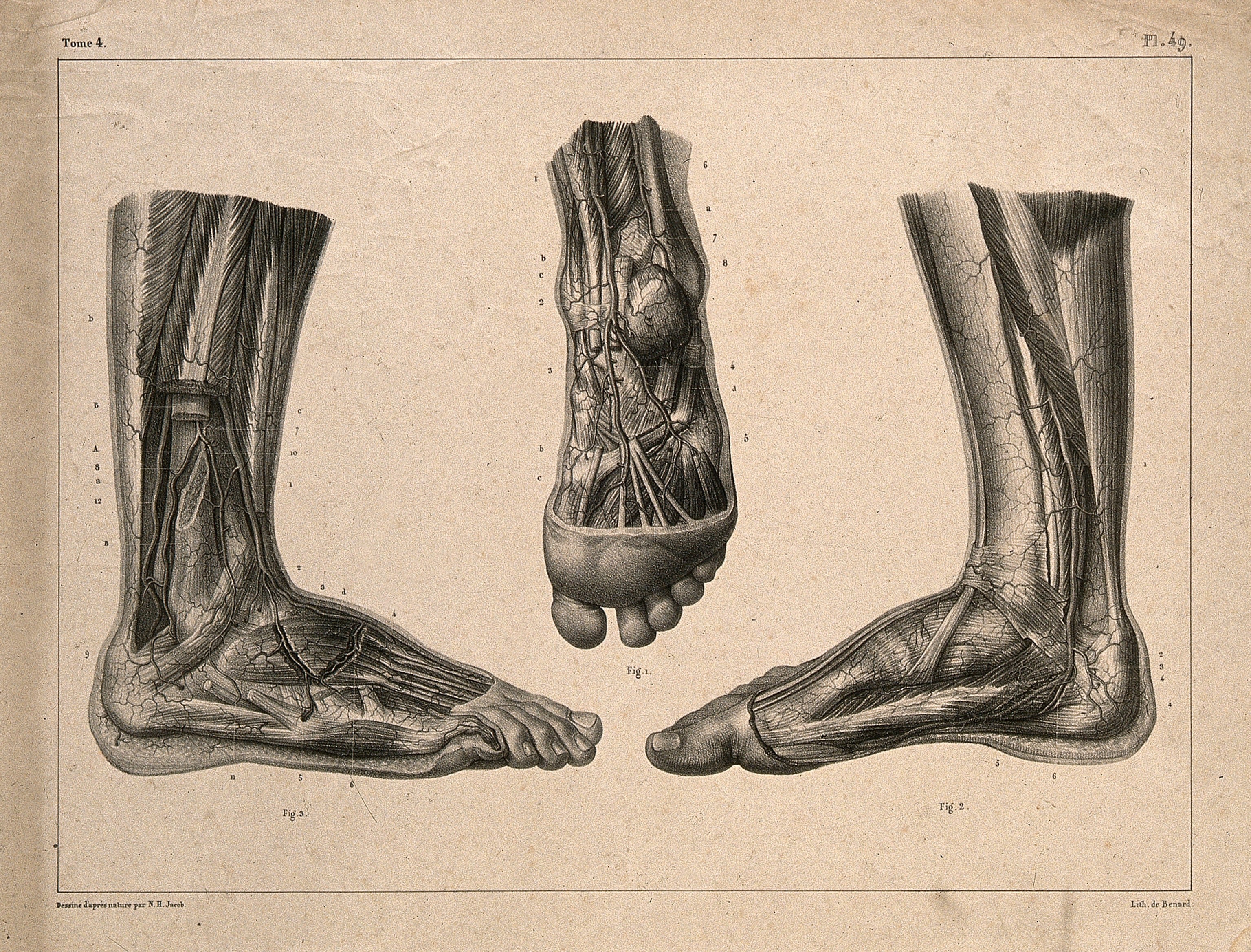 Historical anatomical plate showing arteries of the foot and distal leg