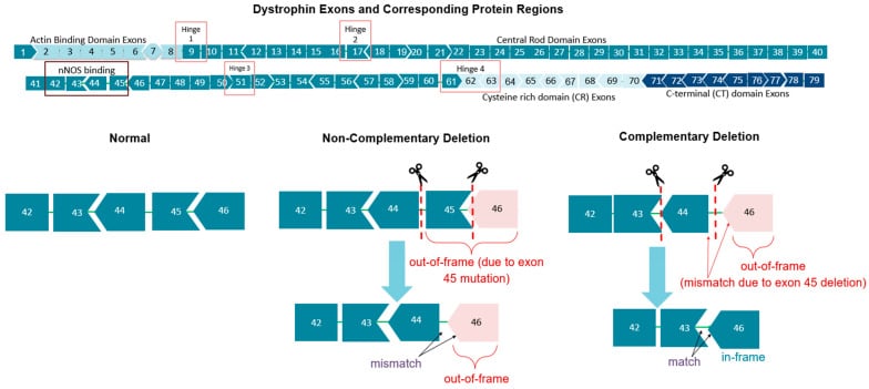 Dystrophin exon map illustrating non-complementary out-of-frame and complementary in-frame exon deletions.