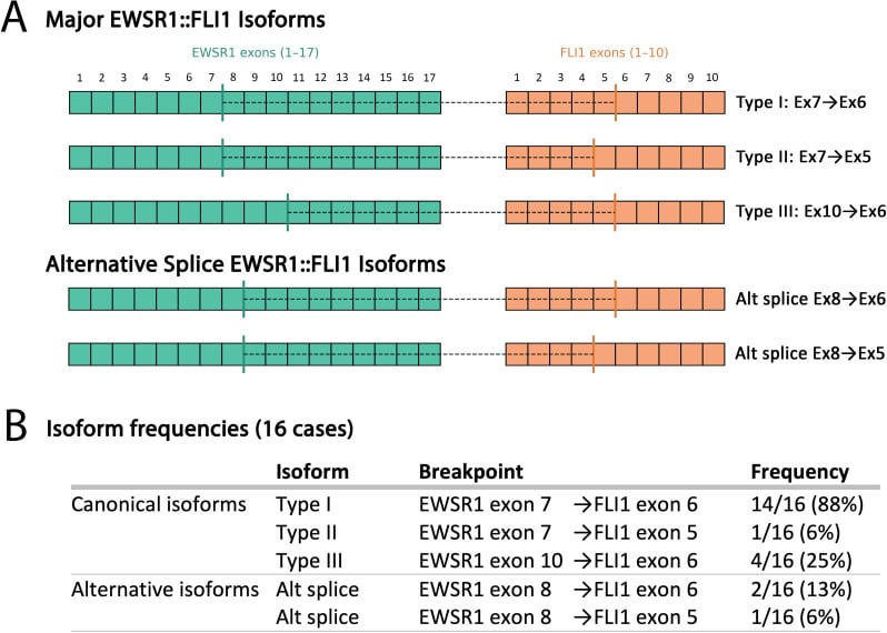 Schematic of canonical and alternative EWSR1-FLI1 fusion transcript isoforms with exon breakpoints and frequencies in Ewing sarcoma.