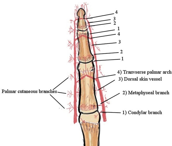 Digital arterial branches of the finger