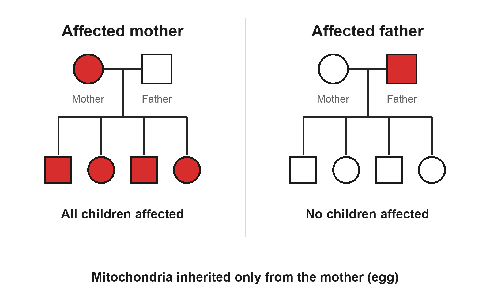 Two pedigree scenarios showing mitochondrial maternal inheritance: an affected mother transmits to all children, an affected father to none.