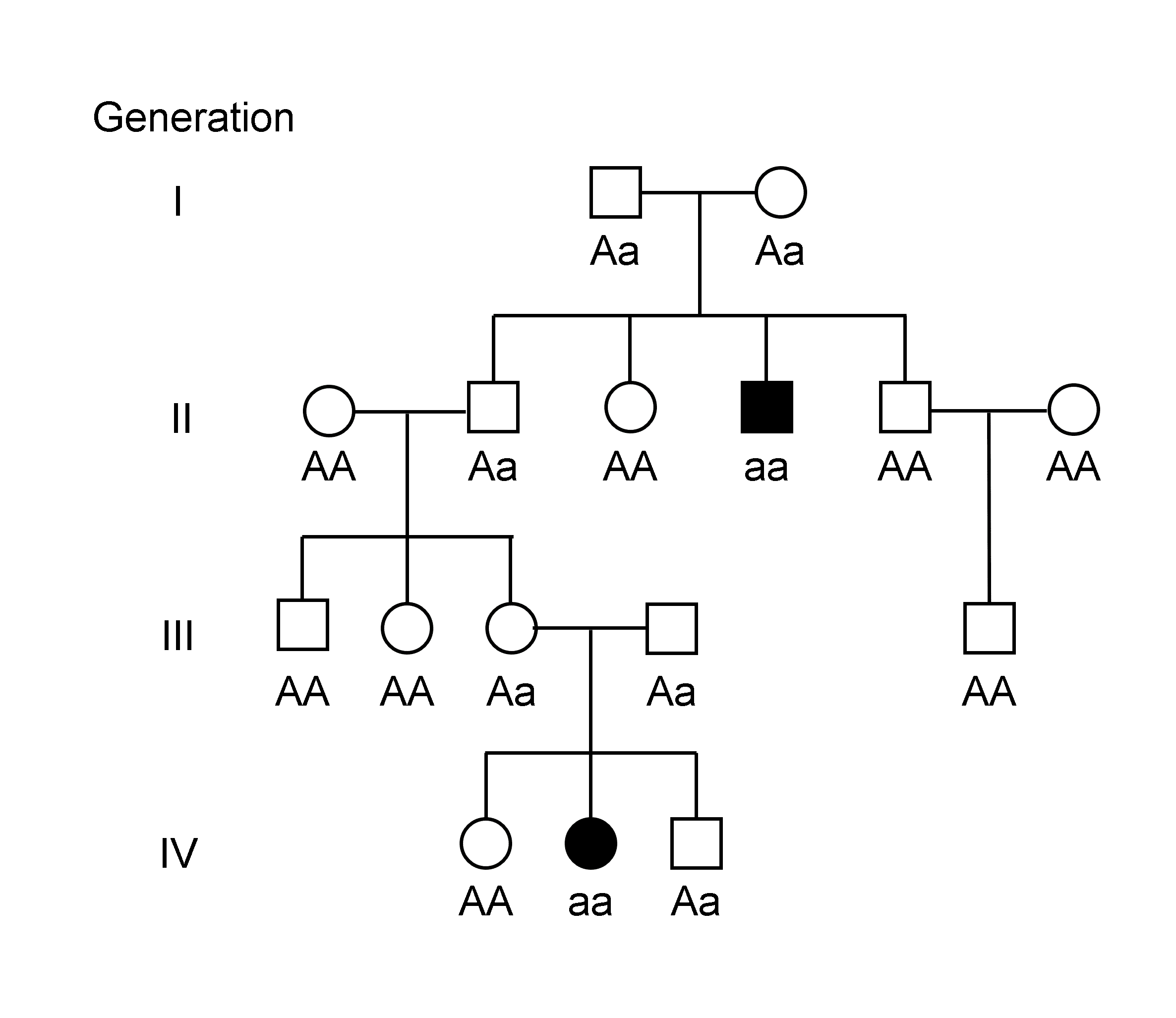 Genotype-labelled four-generation pedigree of an autosomal recessive disorder showing affected aa individuals born to unaffected carrier (Aa) parents