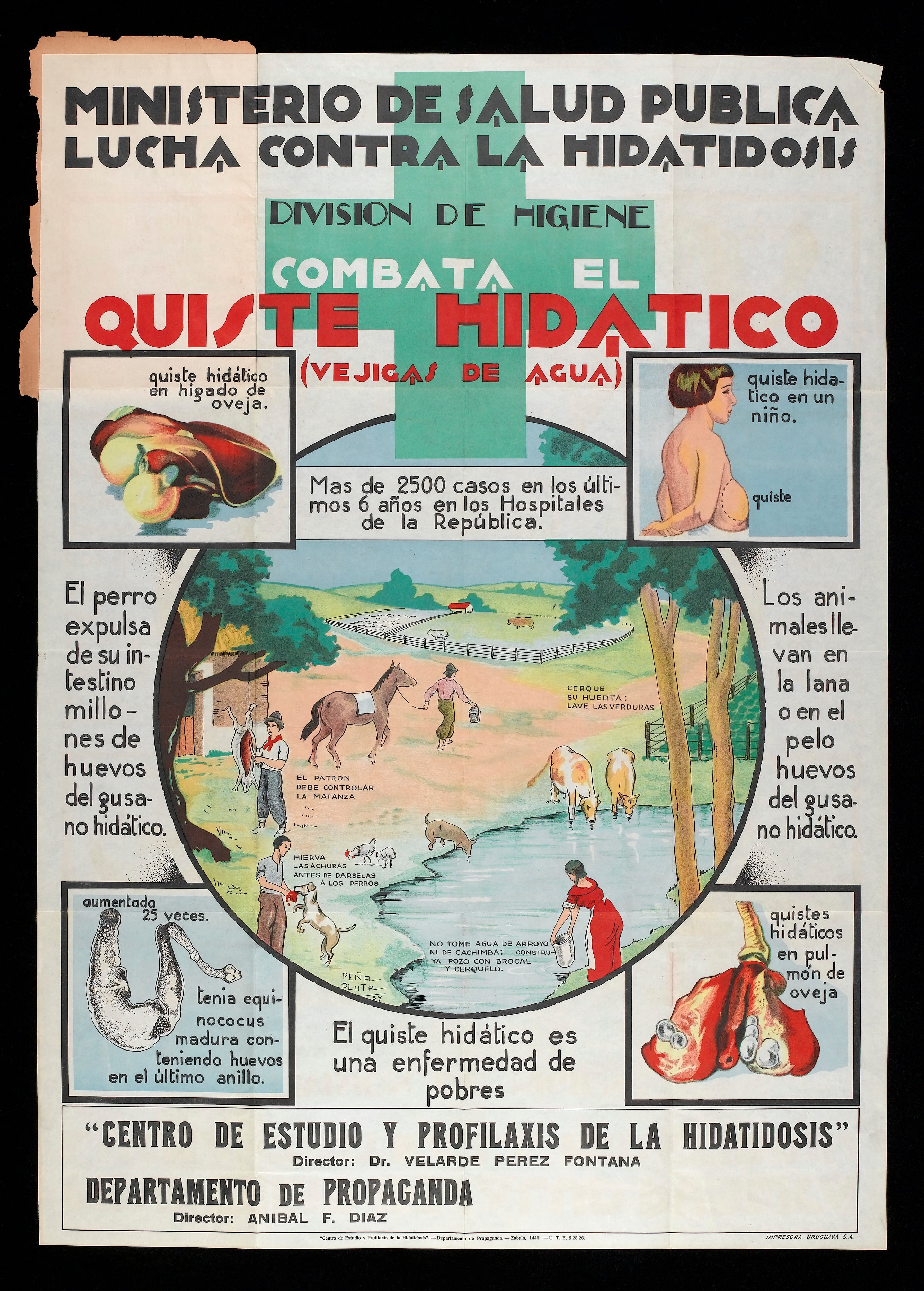 Historical public health poster illustrating how hydatid disease is transmitted between dogs, livestock and humans.