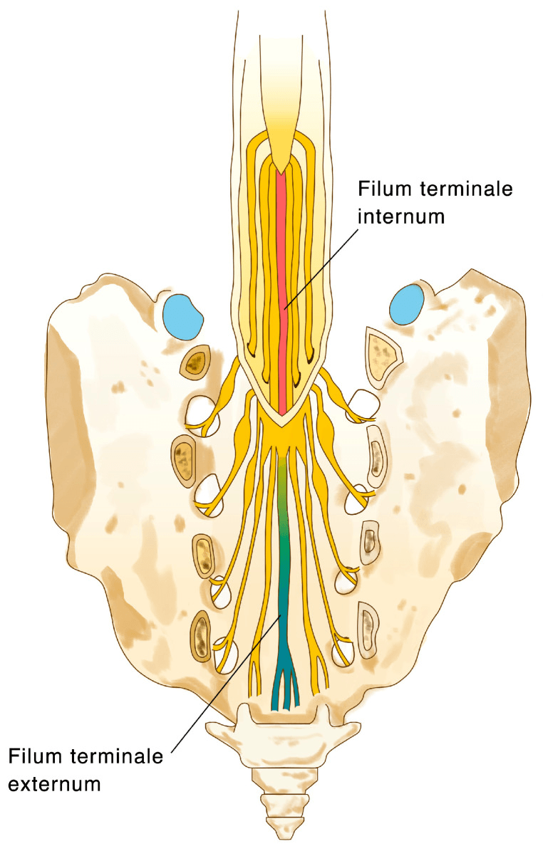 Diagram of the filum terminale internum within the thecal sac continuing as the filum terminale externum down the sacral canal
