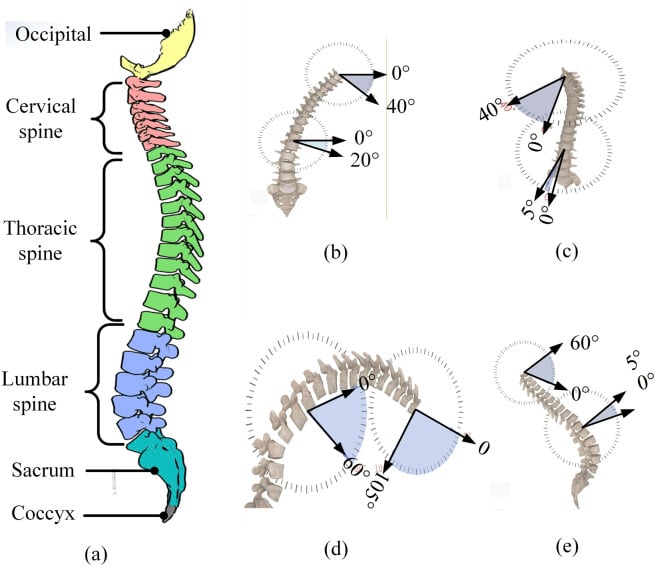 Schematic of the spinal column by region with segmental ranges of motion in flexion, extension and rotation