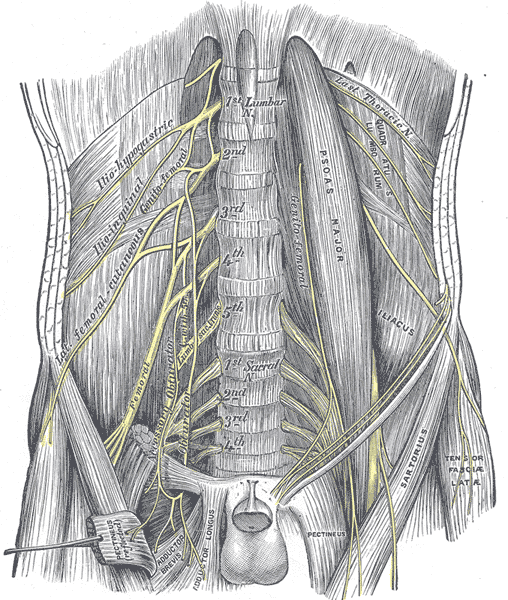 Gray's anatomical plate of the lumbar plexus in situ within psoas major, with the iliohypogastric, ilioinguinal, genitofemoral, lateral femoral cutaneous, femoral and obturator nerves labelled.
