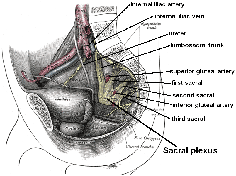 Labelled illustration of the pelvic side wall showing the lumbosacral trunk, S1-S3 sacral nerves and the sacral plexus with the internal iliac vessels.