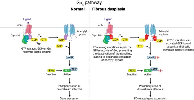 Schematic comparing physiological G-alpha-s signalling with constitutive signalling in fibrous dysplasia