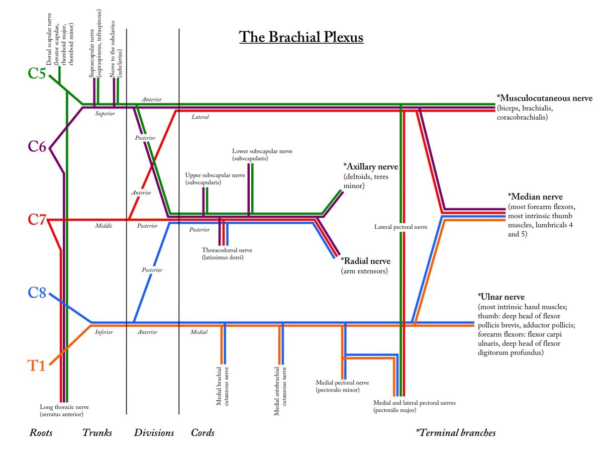 Colour-coded schematic of the brachial plexus from roots C5-T1 through trunks, divisions and cords to the terminal branches, with the musculocutaneous nerve labelled arising from the lateral cord.