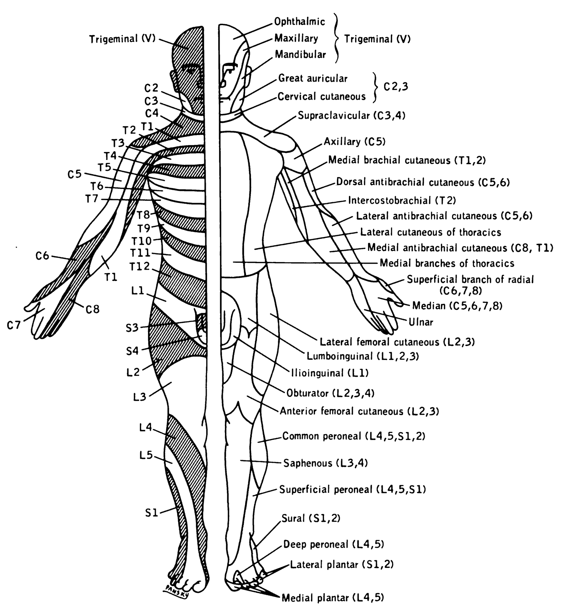 Map of the cutaneous territories of the named peripheral nerves, contrasted with the dermatomal pattern.