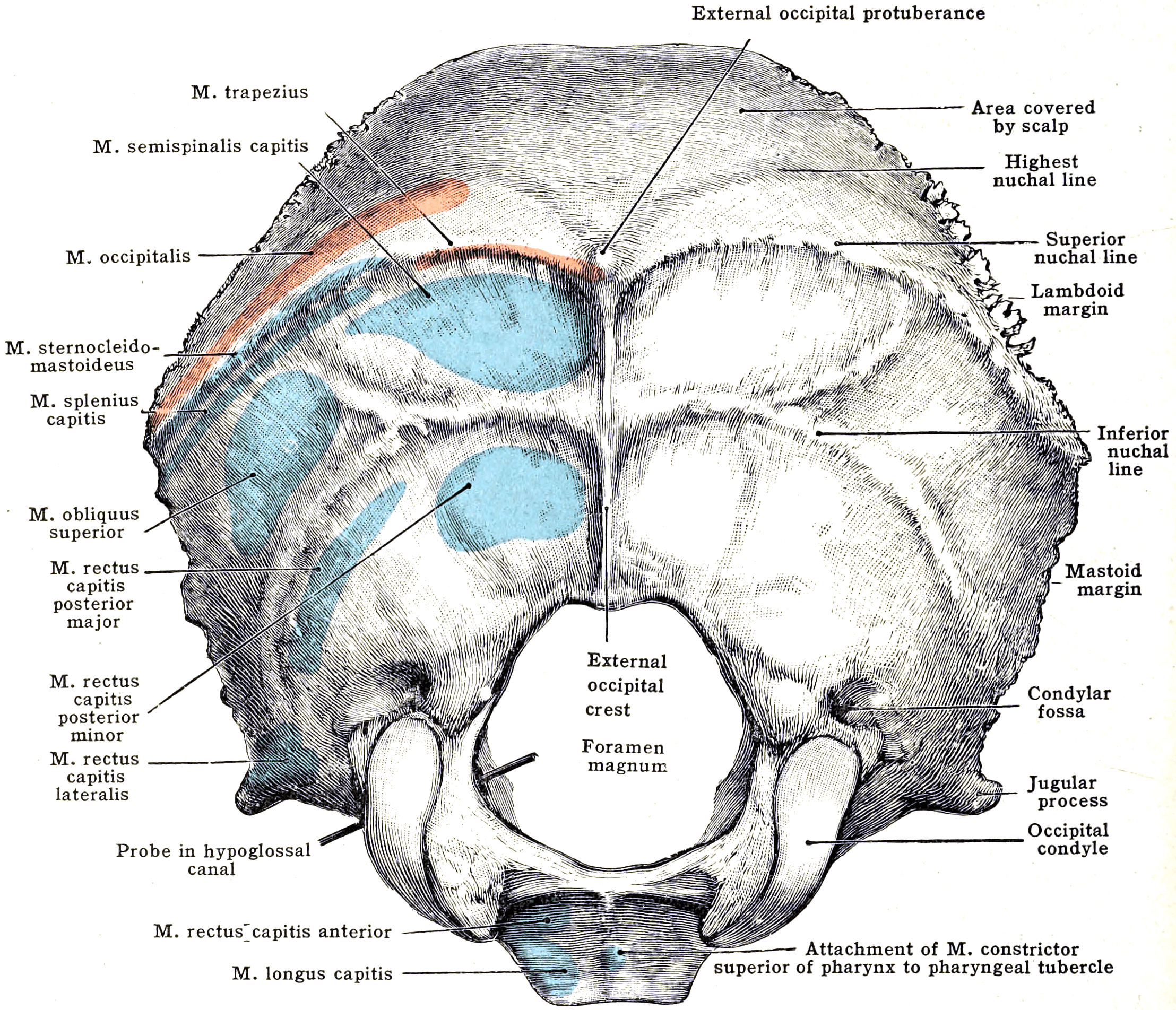 Anatomical plate of the external surface of the occipital bone showing the external occipital protuberance, nuchal lines, foramen magnum and occipital condyles.
