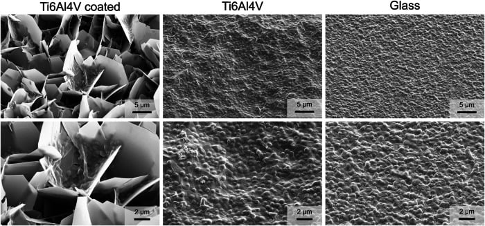 Scanning electron micrographs of bacterial biofilm on titanium alloy and glass substrates