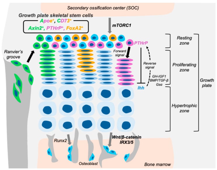 Growth plate stem-cell niche diagram showing the secondary ossification centre, resting, proliferative and hypertrophic zones, the groove of Ranvier and molecular regulators