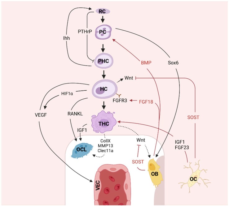 Growth plate signalling diagram showing resting, proliferative, prehypertrophic, hypertrophic and terminal hypertrophic chondrocytes with PTHrP, Ihh, BMP, Wnt, VEGF, RANKL and IGF-1 pathways