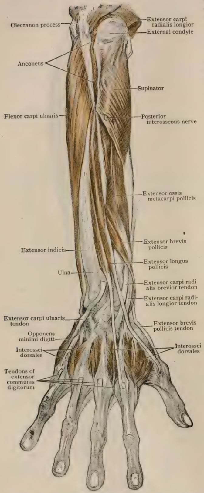 Public-domain posterior forearm plate with the supinator and posterior interosseous nerve labelled