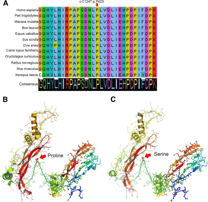Sequence conservation and structural model of a NOG variant at the noggin BMP7 complex