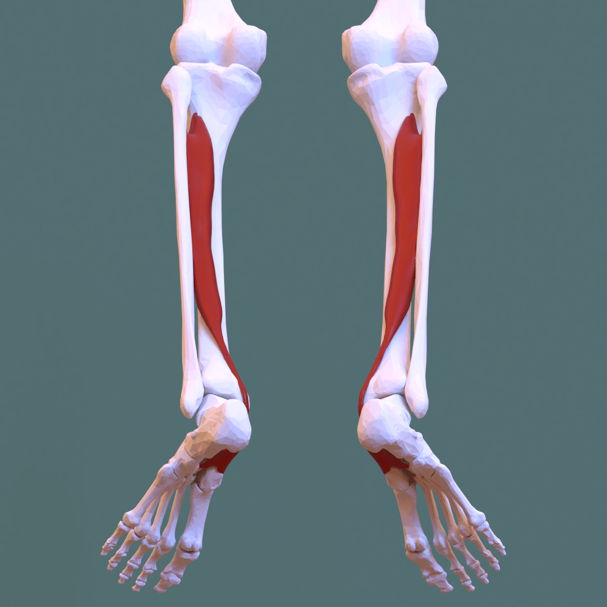 3D reconstruction with tibialis posterior highlighted, showing its origin from the interosseous membrane and adjacent tibia and fibula.