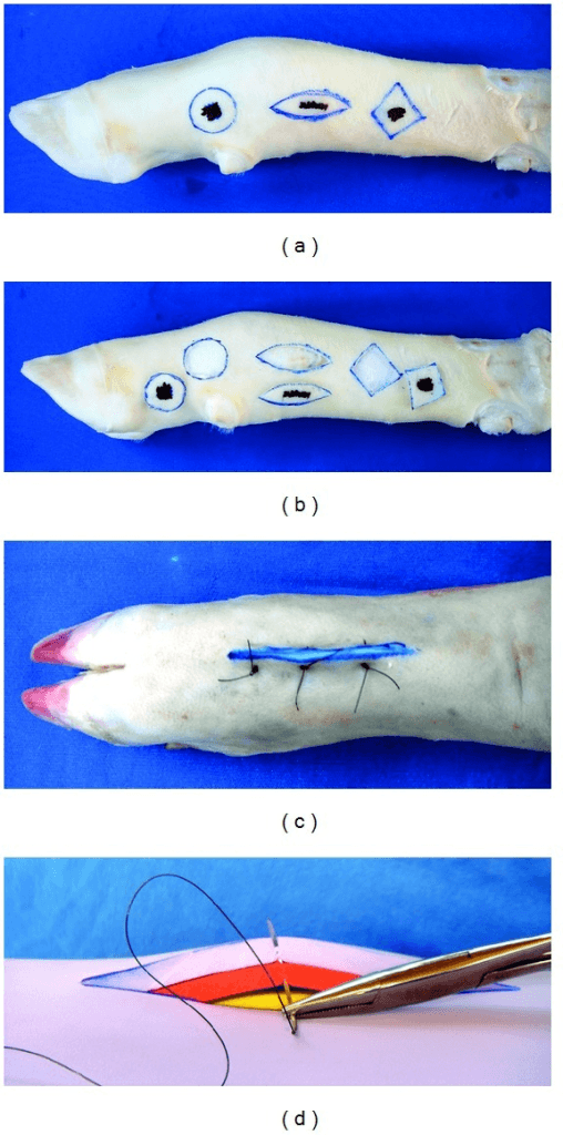 Four-panel composite of synthetic limb bench models showing marked elliptical incisions, a completed running suture line, and a close-up of suturing with a needle holder