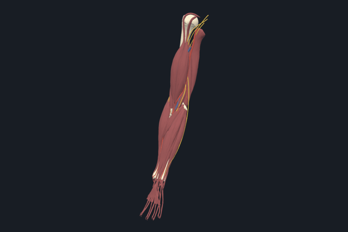 Elbow anatomical model