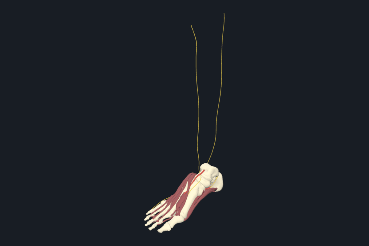 Foot anatomical model