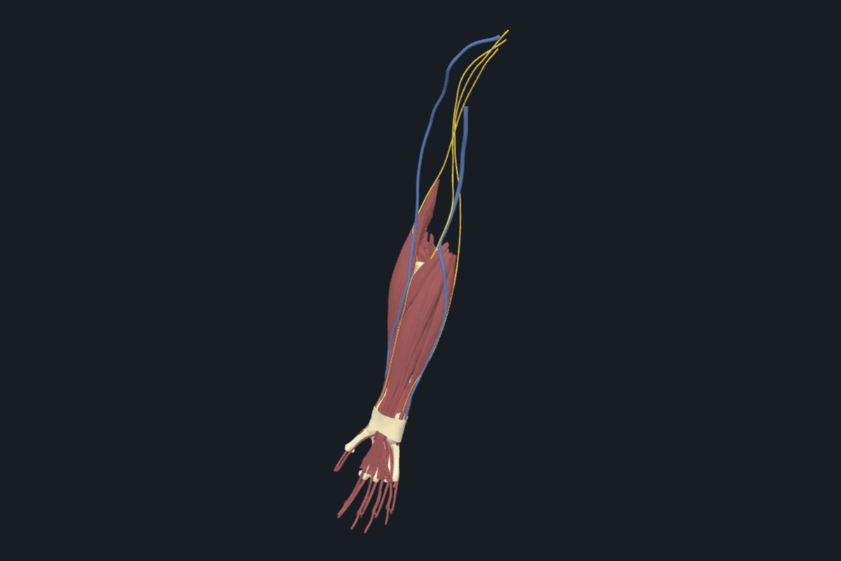 Forearm & wrist anatomical model