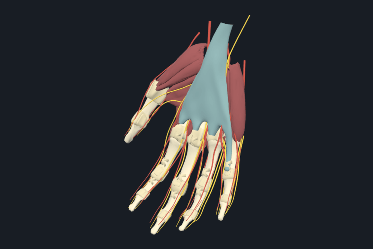 Hand anatomical model
