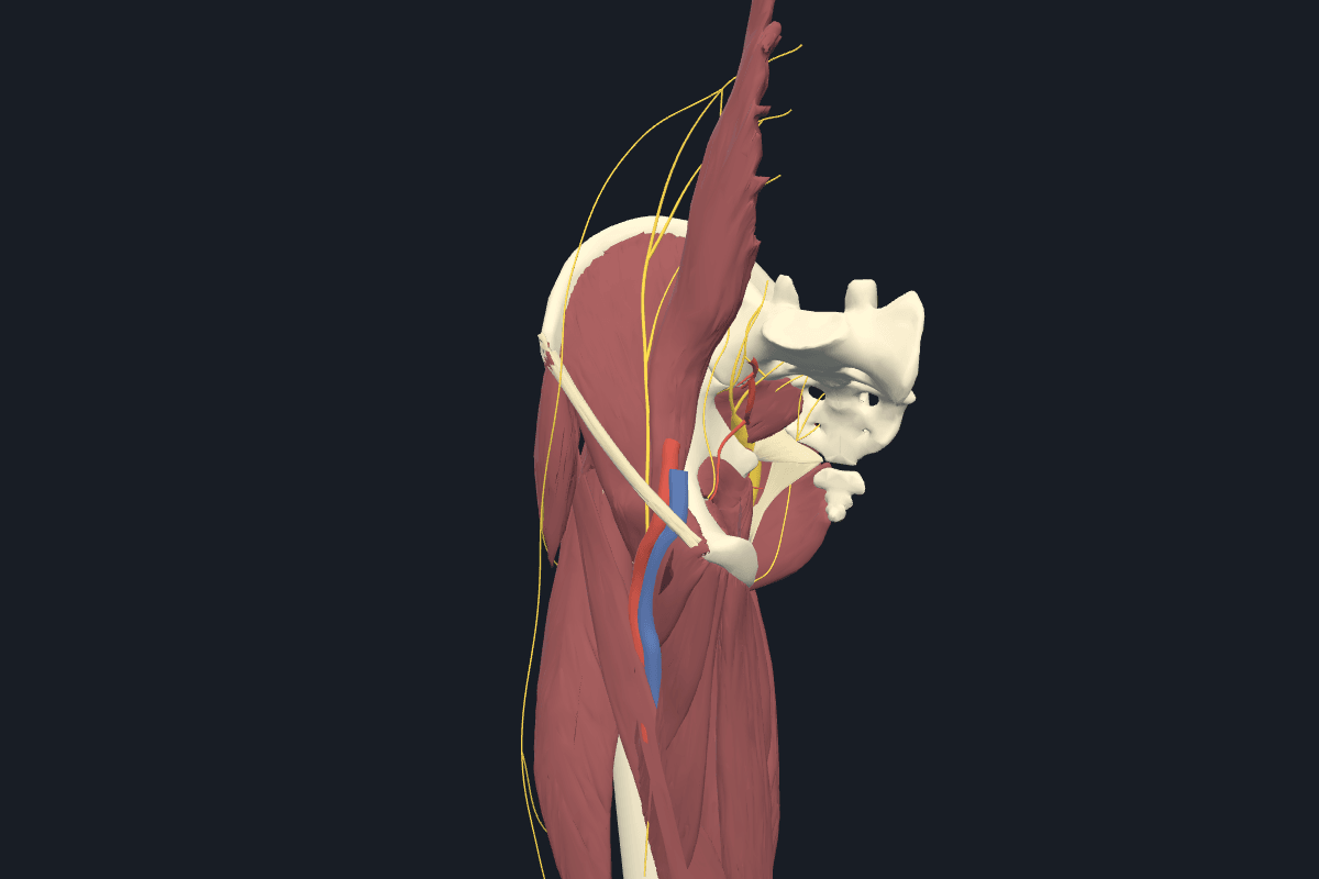Hip & pelvis anatomical model, right side