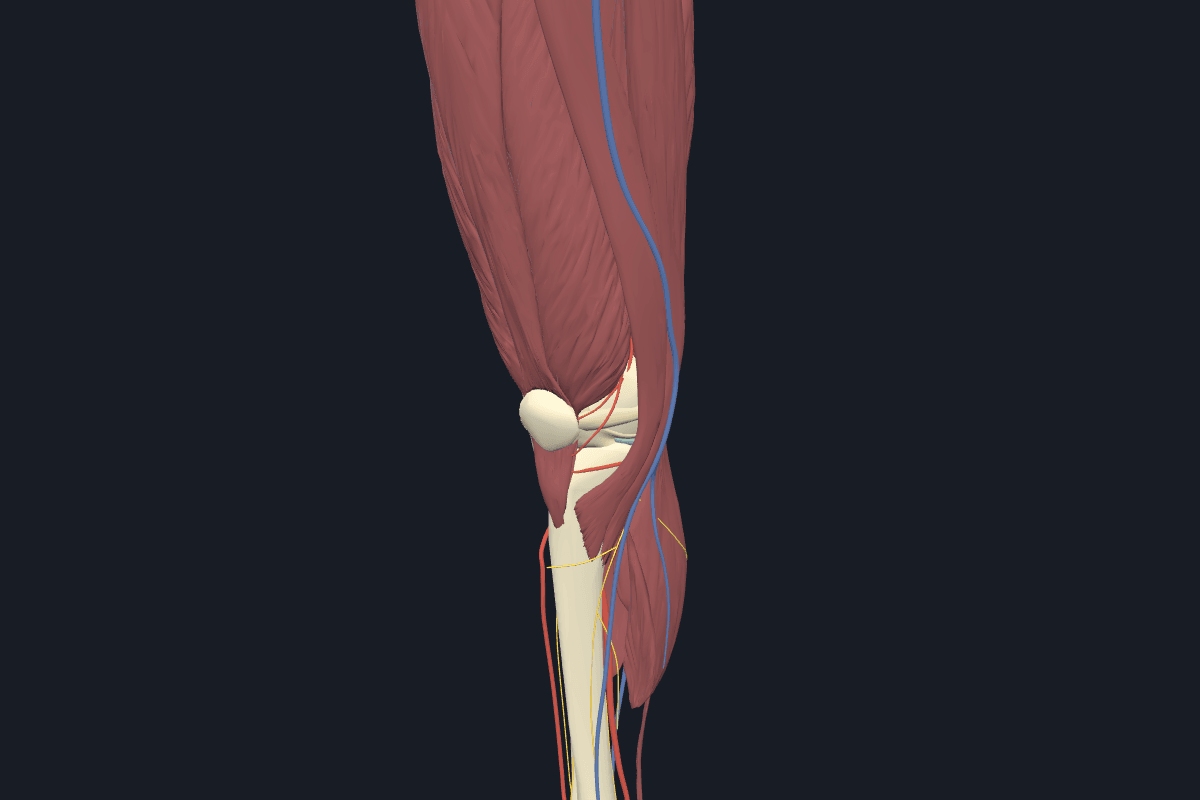 Knee anatomical model, right side
