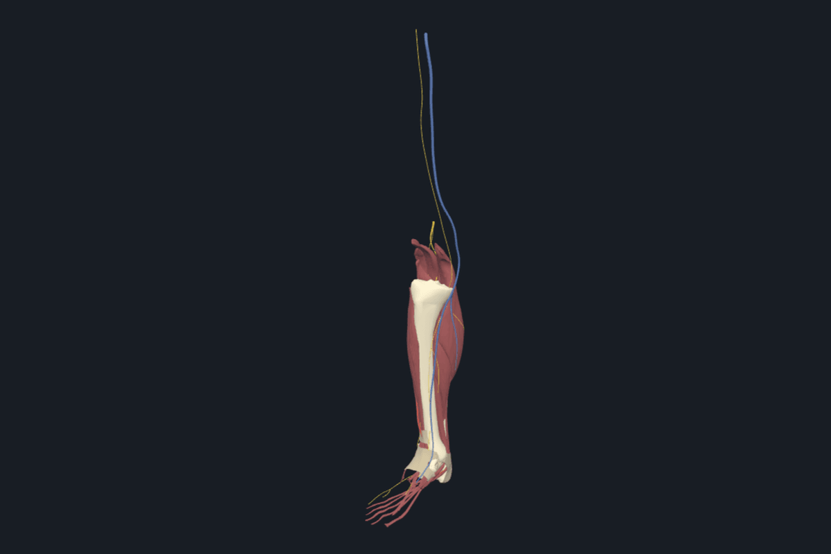 Leg & ankle anatomical model