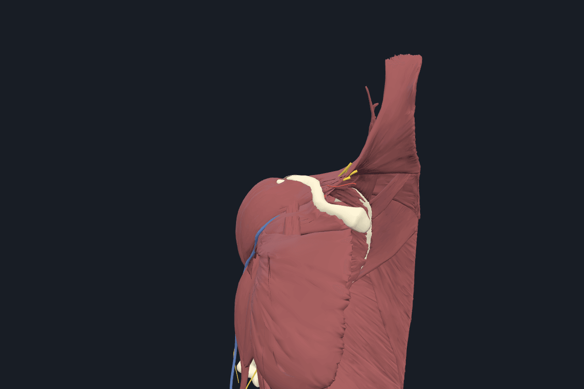 Shoulder anatomical model, right side
