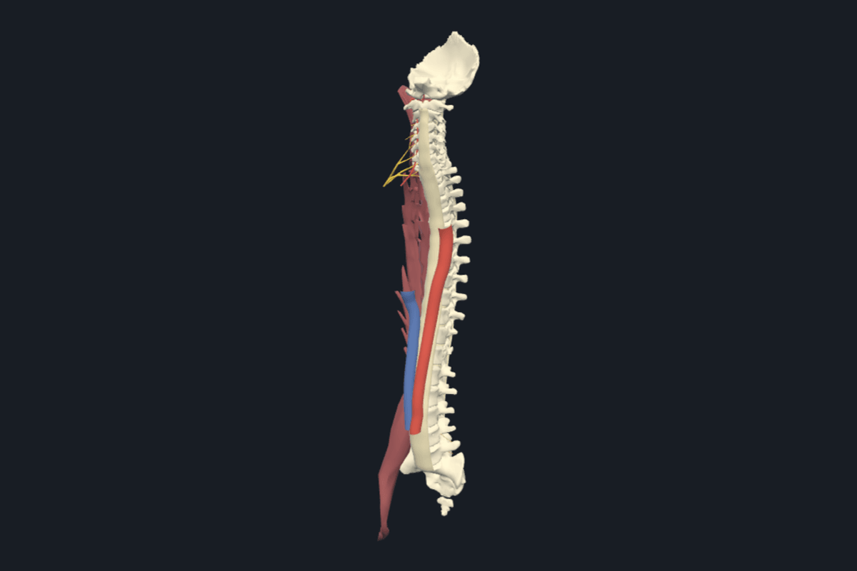 Spine anatomical model