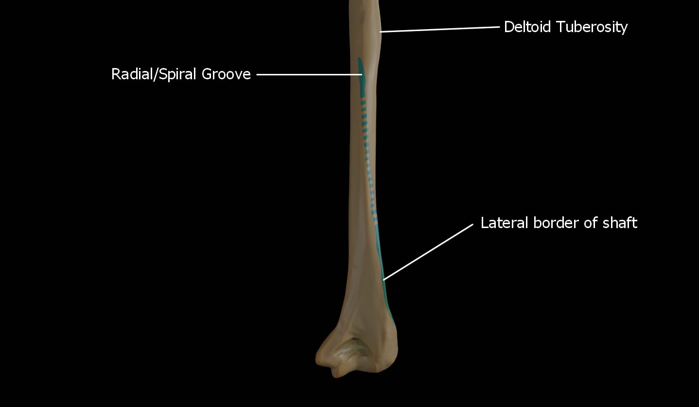 Posterior view of the distal humerus showing the deltoid tuberosity, the radial (spiral) groove and the lateral border of the shaft. The radial nerve runs in this groove before crossing the lateral bo