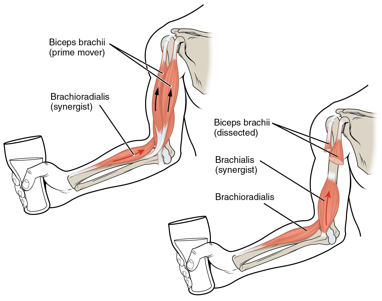 Anterior arm musculature: biceps brachii lying superficially in the left panel; in the right panel, with biceps reflected, the brachialis is exposed lying deep to it, alongside brachioradialis in the forearm.