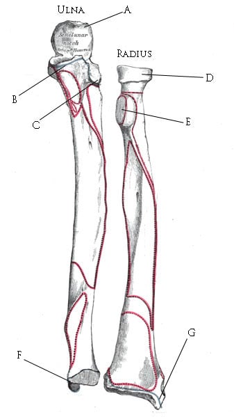 Anatomical drawing of the radius and ulna with muscle attachment areas outlined. The ulna's long subcutaneous (dorsal) border — palpable from the olecranon/semilunar notch to the styloid — is the guide to the approach.