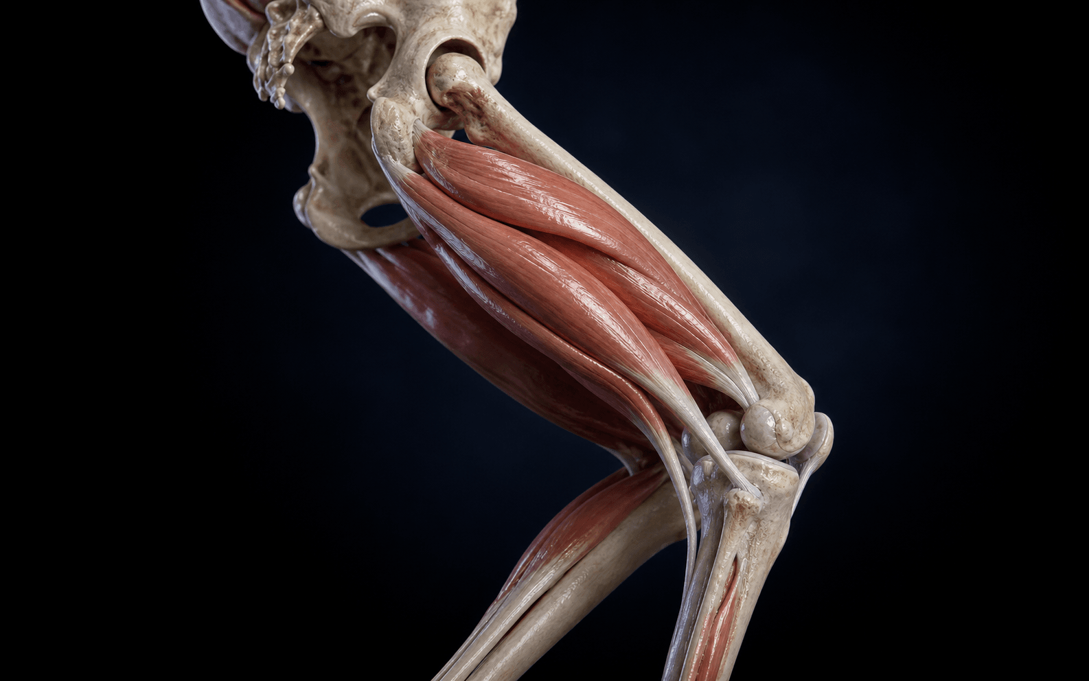 Hamstring anatomy (CP lengthening)