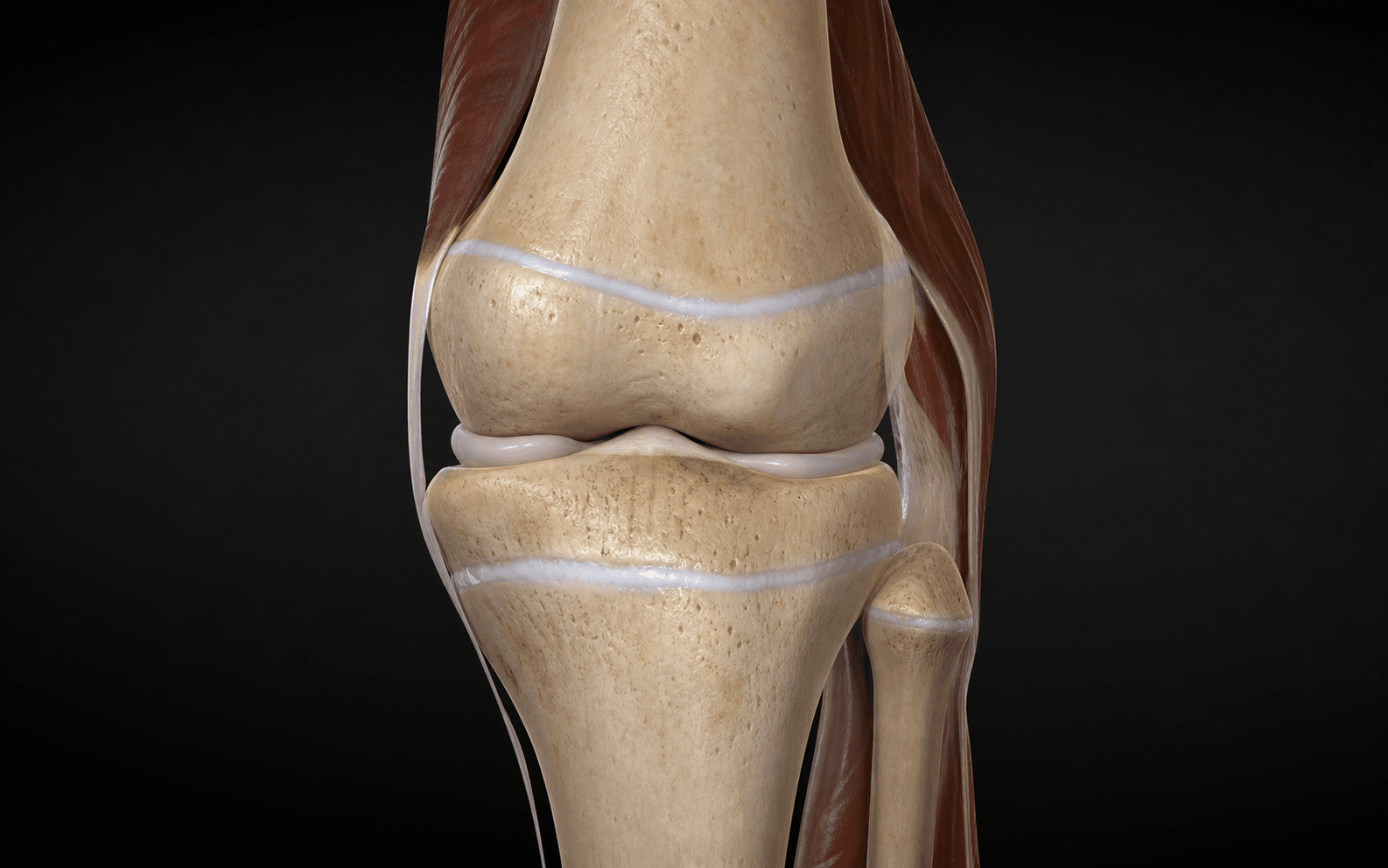 Anatomical render of the knee growth plates