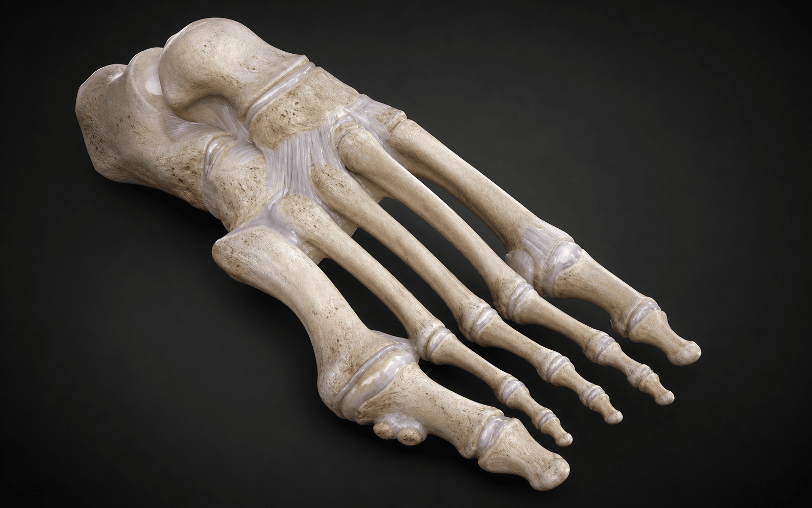 Hallux valgus forefoot anatomy
